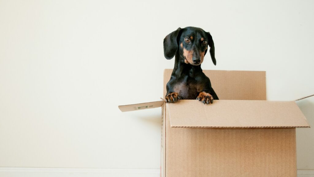 Vervoer bij verhuizing met teckel in verhuisdoos tijdens inpakken in lege kamer