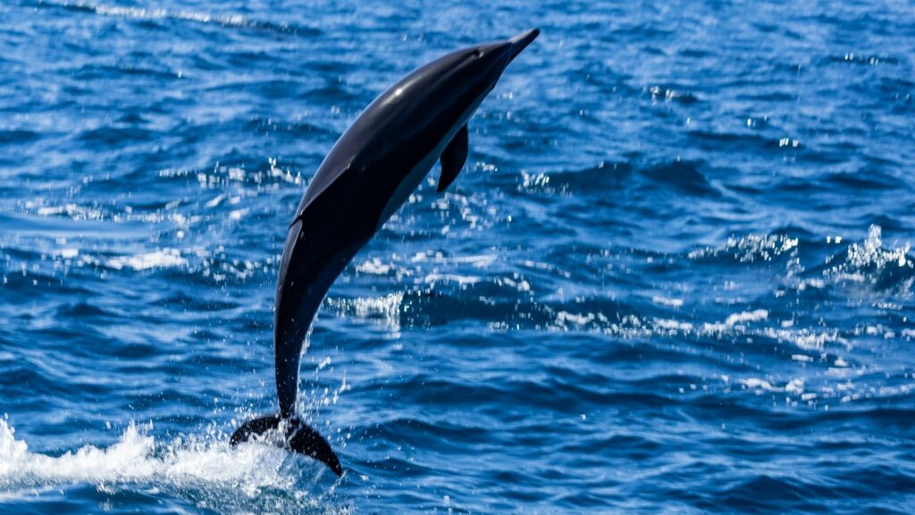 Dolfijn springt uit zee tijdens zwemmen met dolfijnen in helder blauw water